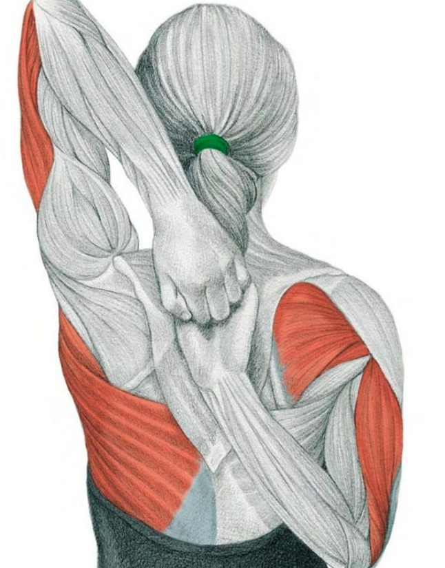 Il·lustració d'una persona fent estiraments. Enllaç a l'article: Els estiraments musculars: Una pràctica amb grans beneficis per al nostre cos